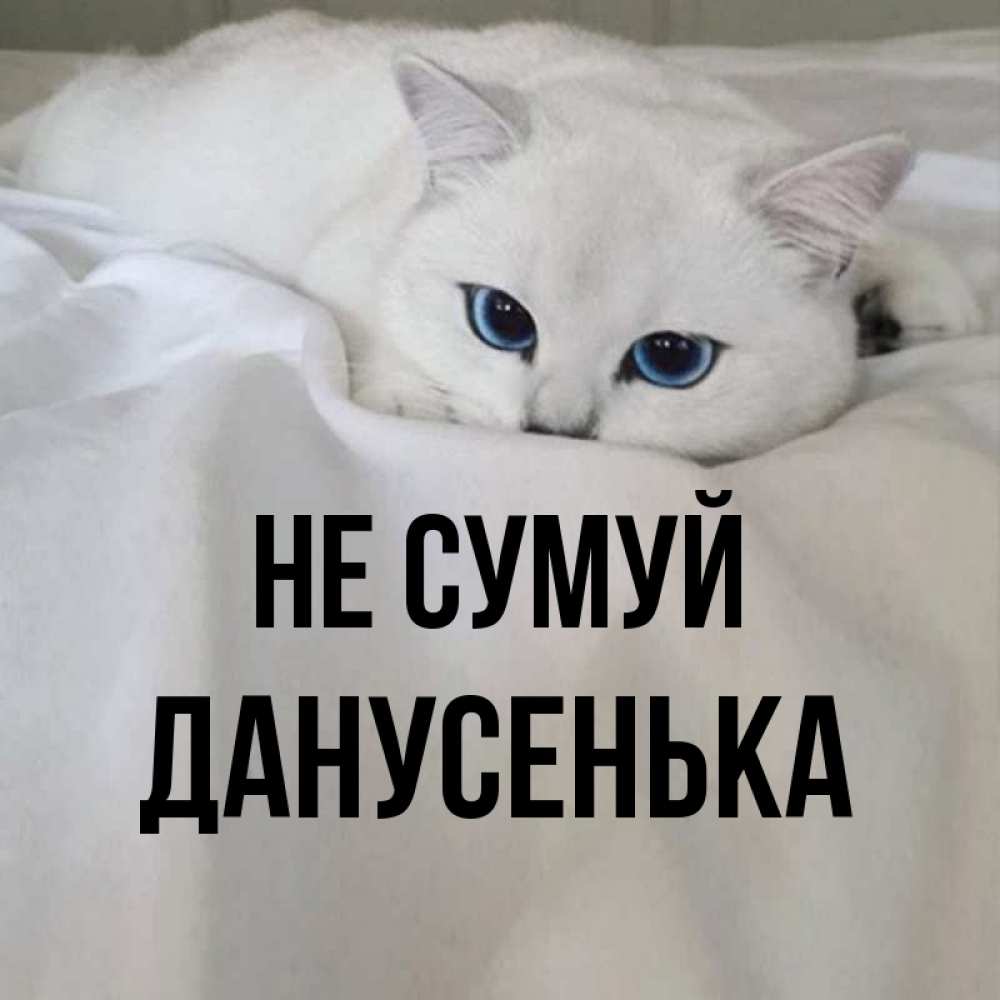 Открытка на каждый день з підписом, Данусенька Не сумуй Голубоглазая кошка Прикольна листівка з побажанням онлайн скачати безкоштовно 