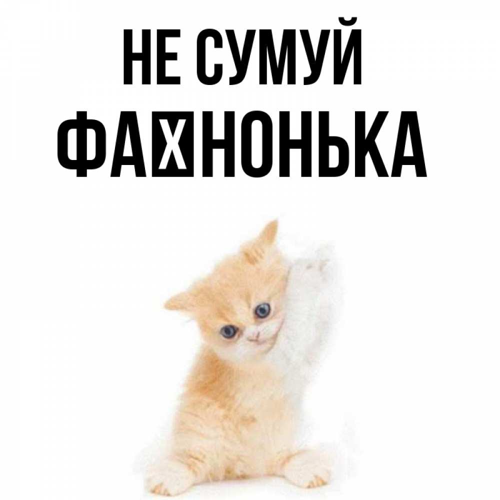 Открытка на каждый день з підписом, Фаїнонька Не сумуй просящий кот Прикольна листівка з побажанням онлайн скачати безкоштовно 