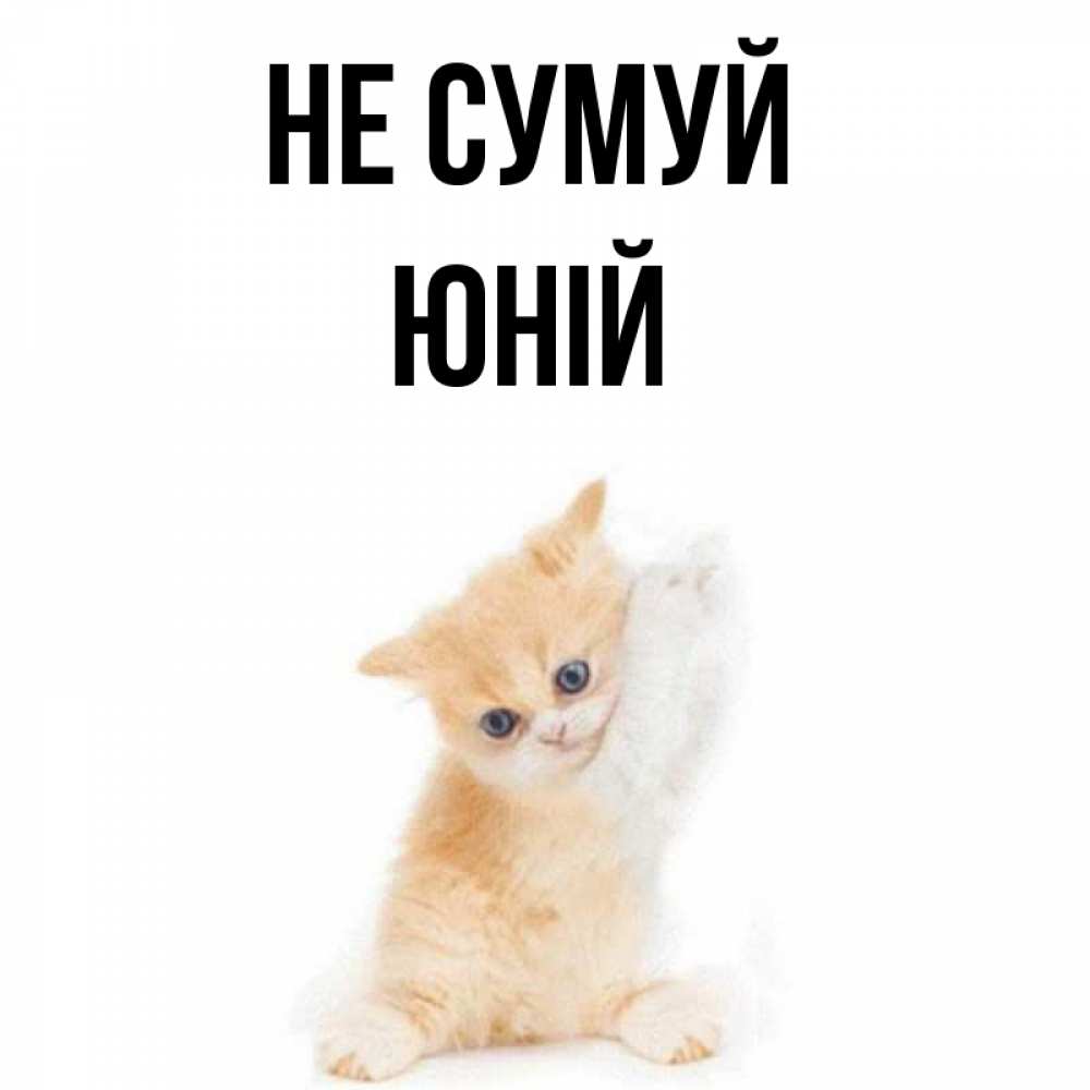 Открытка на каждый день з підписом, Юній Не сумуй просящий кот Прикольна листівка з побажанням онлайн скачати безкоштовно 