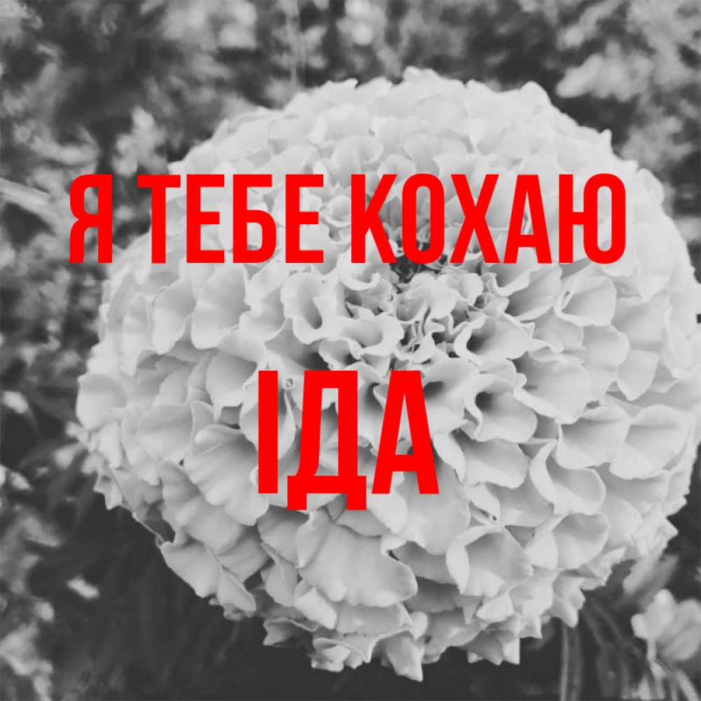 Открытка на каждый день з підписом, Іда Я тебе кохаю подпись Прикольна листівка з побажанням онлайн скачати безкоштовно 