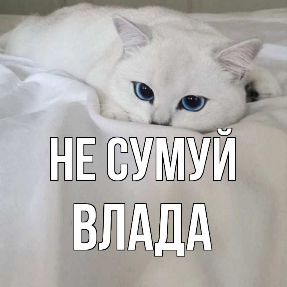 Открытка на каждый день з підписом, Влада Не сумуй белый кот с голубыми глазами на белоснежной кровати Прикольна листівка з побажанням онлайн скачати безкоштовно 