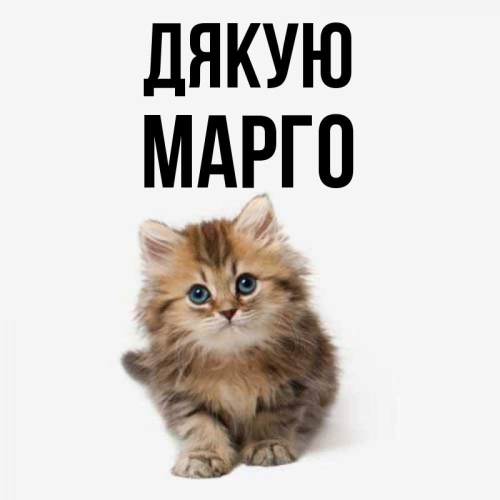 Открытка на каждый день з підписом, Марго Дякую пушистый котик Прикольна листівка з побажанням онлайн скачати безкоштовно 