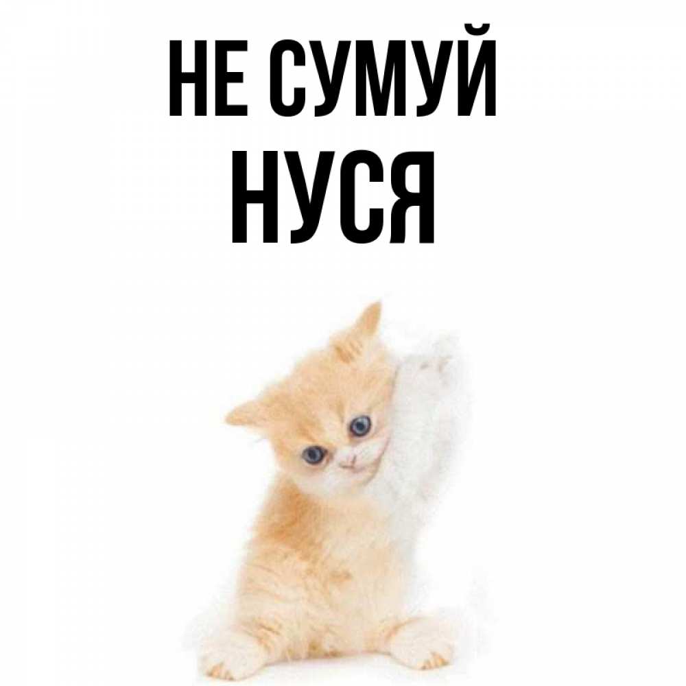 Открытка на каждый день з підписом, Нуся Не сумуй просящий кот Прикольна листівка з побажанням онлайн скачати безкоштовно 
