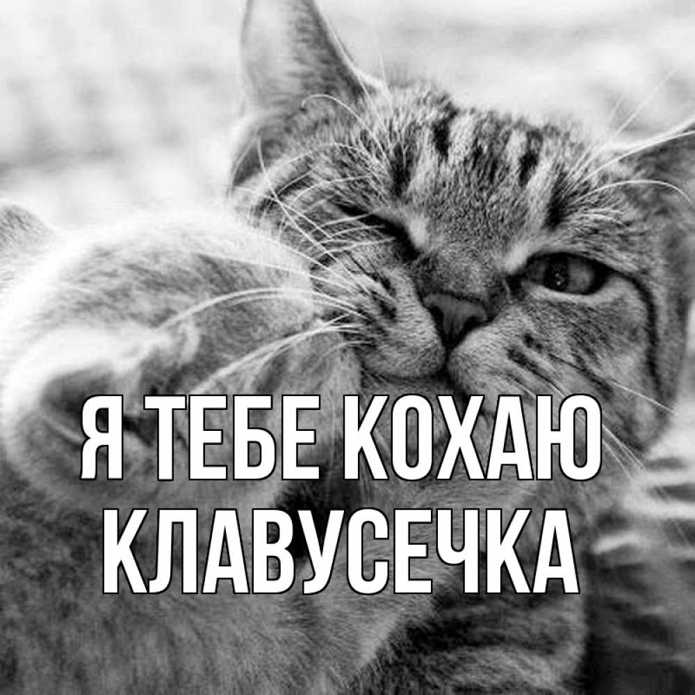 Открытка на каждый день з підписом, Клавусечка Я тебе кохаю коты Прикольна листівка з побажанням онлайн скачати безкоштовно 