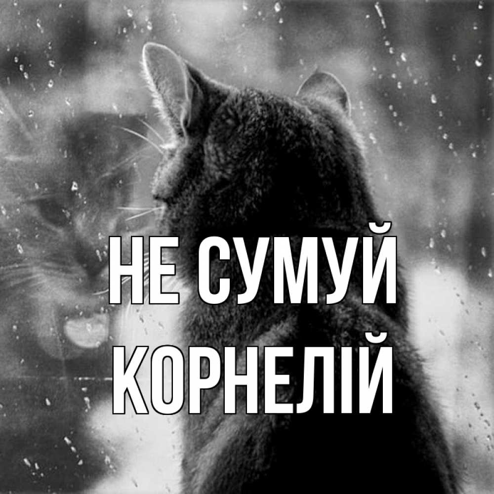 Открытка на каждый день з підписом, Корнелій Не сумуй отражение кота 1 Прикольна листівка з побажанням онлайн скачати безкоштовно 
