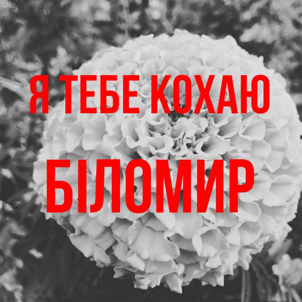 Открытка на каждый день з підписом, Біломир Я тебе кохаю подпись Прикольна листівка з побажанням онлайн скачати безкоштовно 