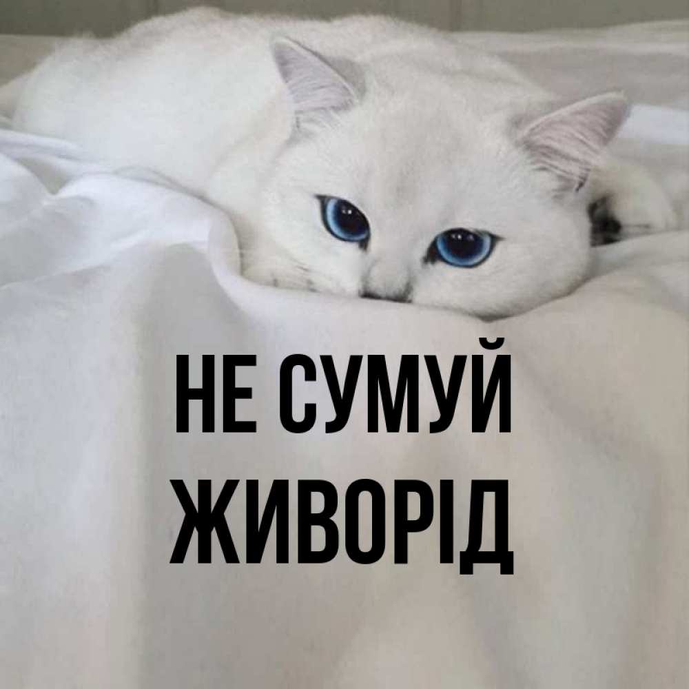 Открытка на каждый день з підписом, Живорід Не сумуй Голубоглазая кошка Прикольна листівка з побажанням онлайн скачати безкоштовно 