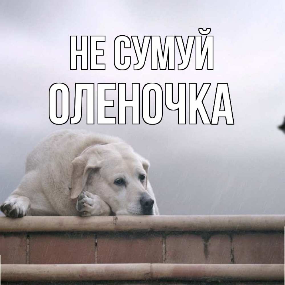 Открытка на каждый день з підписом, Оленочка Не сумуй белый пес 1 Прикольна листівка з побажанням онлайн скачати безкоштовно 
