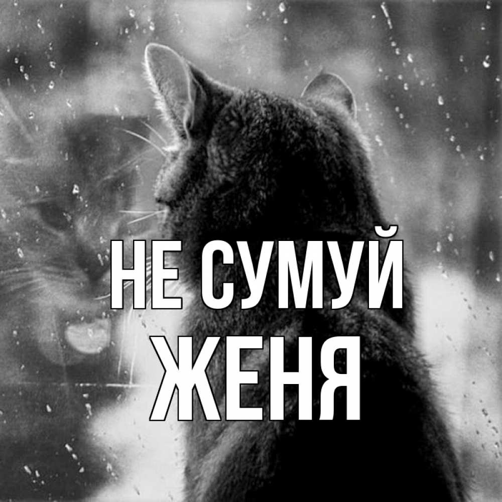 Открытка на каждый день з підписом, Женя Не сумуй отражение кота 1 Прикольна листівка з побажанням онлайн скачати безкоштовно 