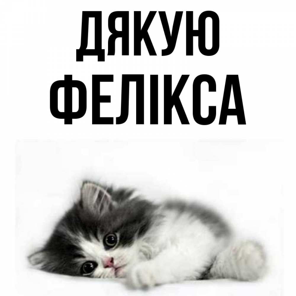 Открытка на каждый день з підписом, Фелікса Дякую черный и белый кот Прикольна листівка з побажанням онлайн скачати безкоштовно 