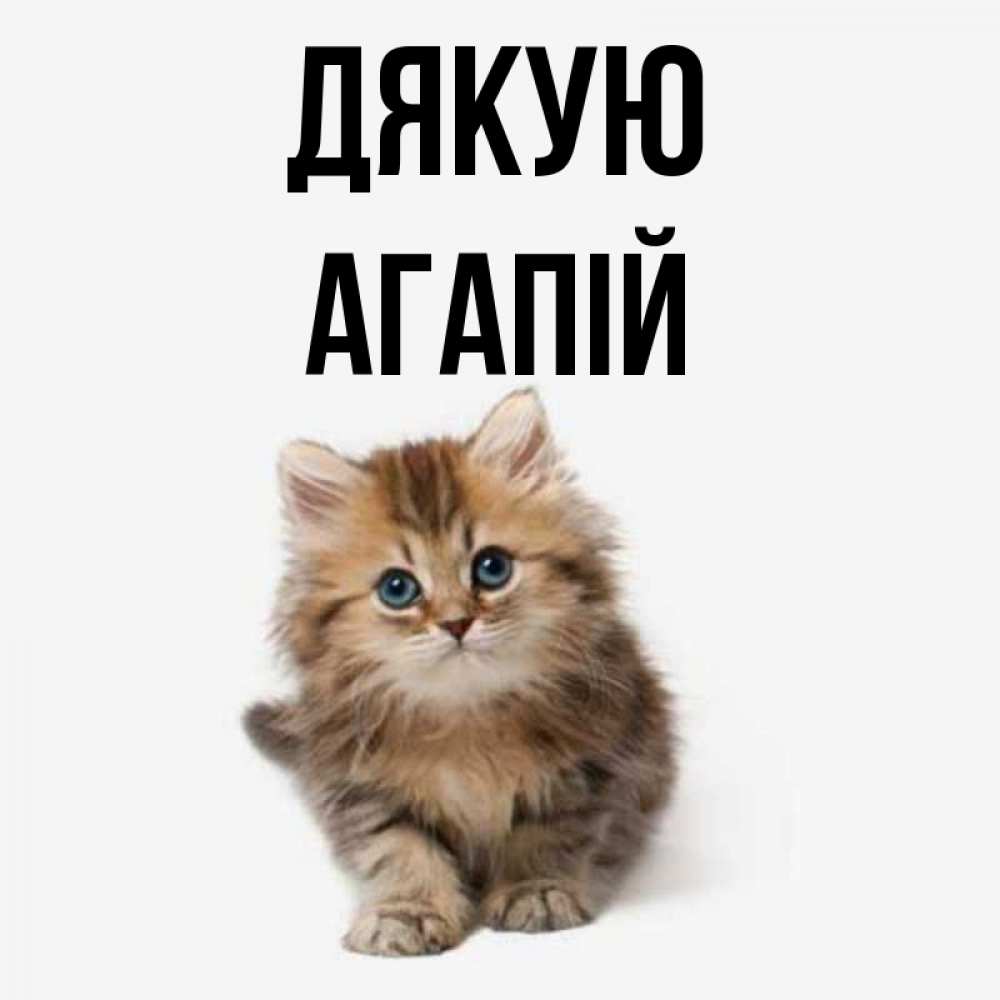 Открытка на каждый день з підписом, Агапій Дякую пушистый котик Прикольна листівка з побажанням онлайн скачати безкоштовно 
