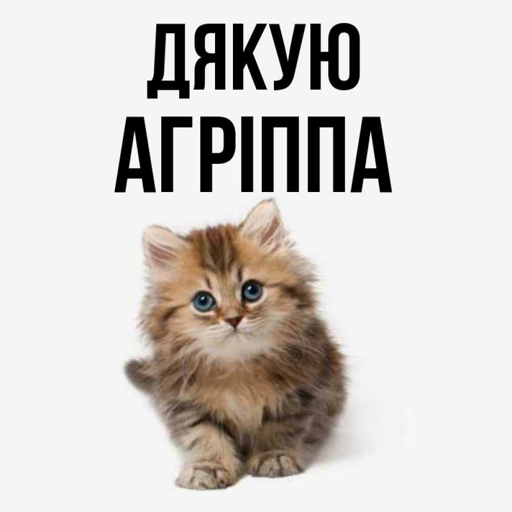 Открытка на каждый день з підписом, Агріппа Дякую пушистый котик Прикольна листівка з побажанням онлайн скачати безкоштовно 