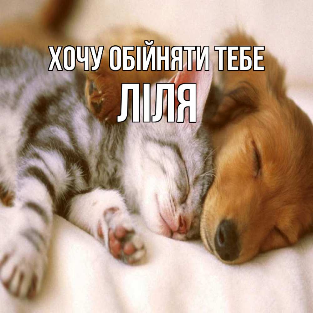Открытка на каждый день з підписом, Ліля Хочу обійняти тебе пес и котенок Прикольна листівка з побажанням онлайн скачати безкоштовно 