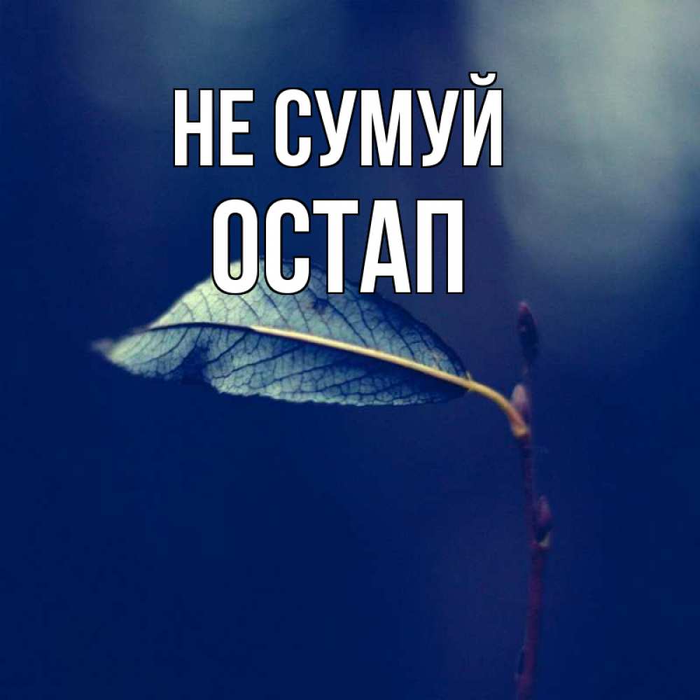 Открытка на каждый день з підписом, Остап Не сумуй растение Прикольна листівка з побажанням онлайн скачати безкоштовно 