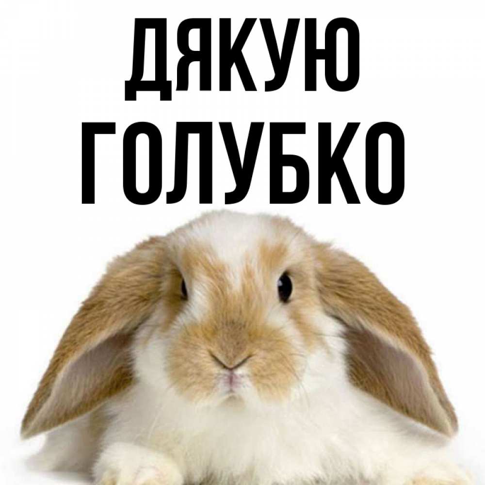 Открытка на каждый день з підписом, Голубко Дякую коричнево белый заяц Прикольна листівка з побажанням онлайн скачати безкоштовно 