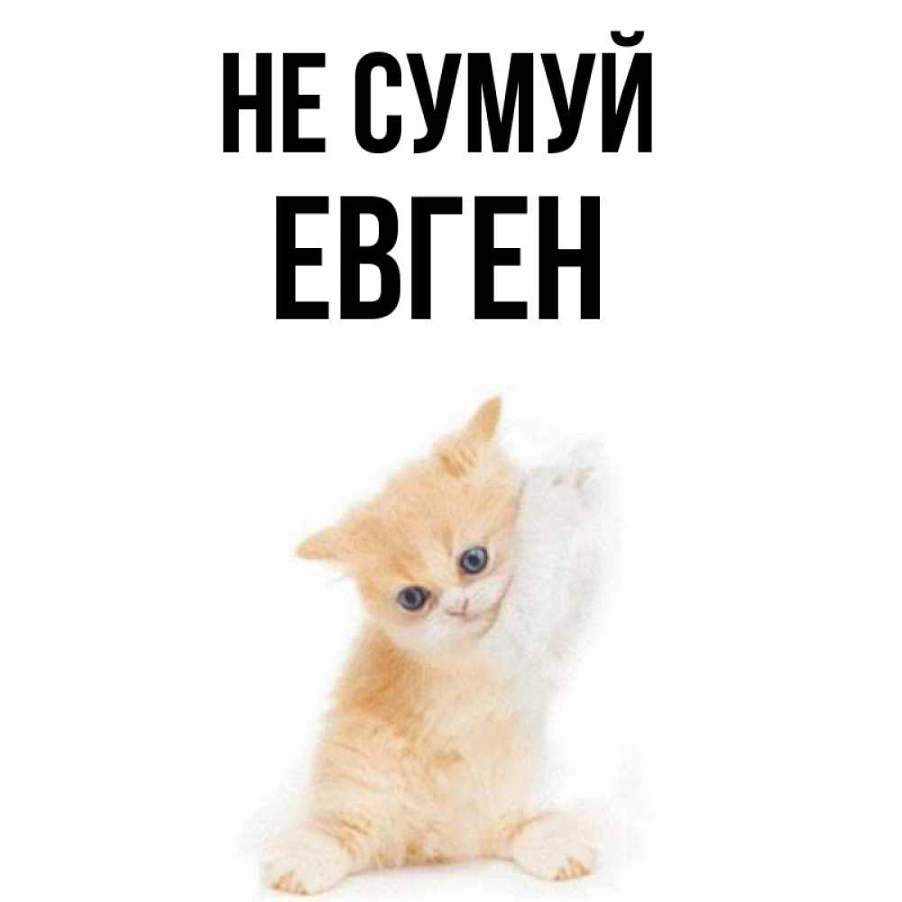 Открытка на каждый день з підписом, Евген Не сумуй просящий кот Прикольна листівка з побажанням онлайн скачати безкоштовно 