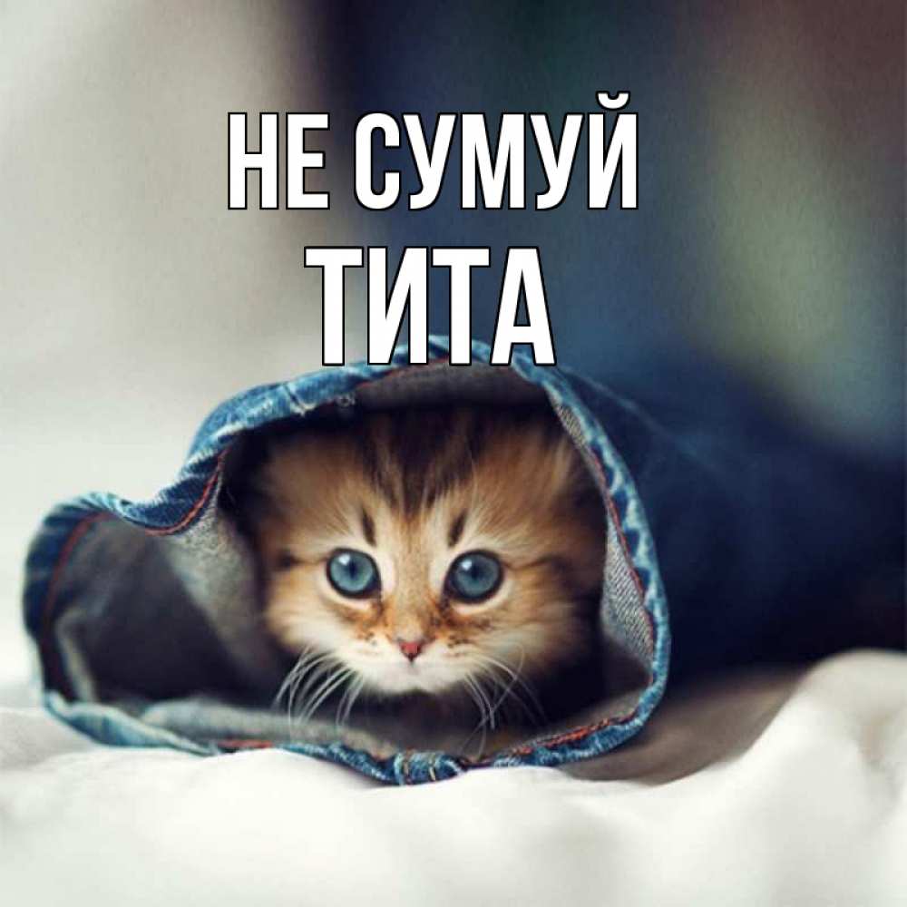 Открытка на каждый день з підписом, Тита Не сумуй рыжик котик Прикольна листівка з побажанням онлайн скачати безкоштовно 
