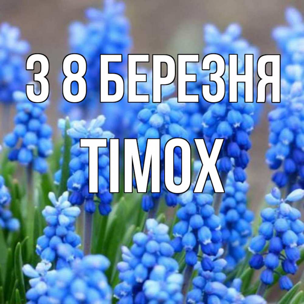 Открытка на каждый день з підписом, Тімох З 8 БЕРЕЗНЯ Поздравительная открытка для женщин с цветами на праздничную дату Прикольна листівка з побажанням онлайн скачати безкоштовно 
