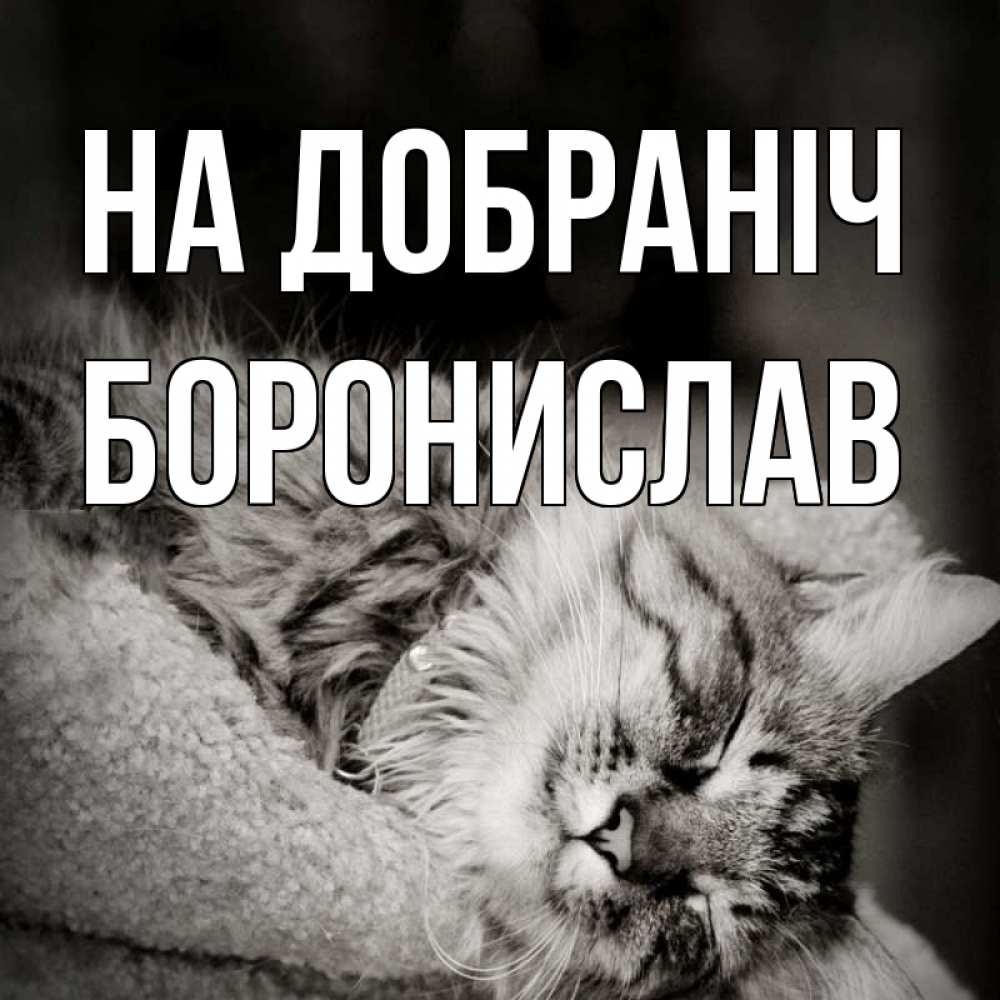 Открытка на каждый день з підписом, Боронислав На добраніч котярик пушистый Прикольна листівка з побажанням онлайн скачати безкоштовно 