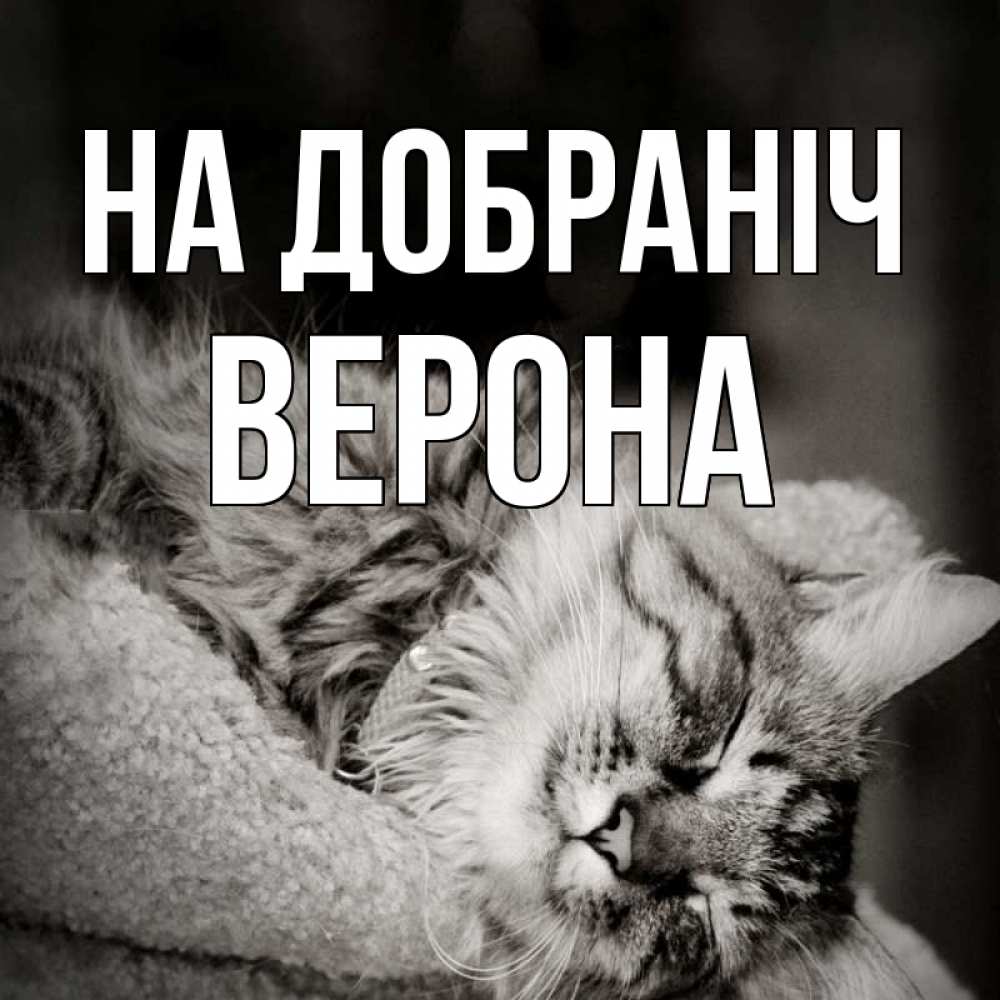 Открытка на каждый день з підписом, Верона На добраніч котярик пушистый Прикольна листівка з побажанням онлайн скачати безкоштовно 