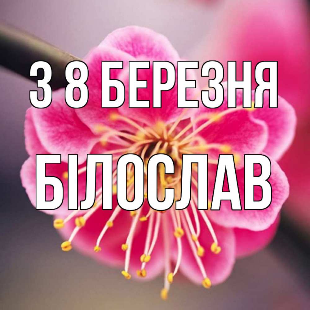 Открытка на каждый день з підписом, Білослав З 8 БЕРЕЗНЯ цветы Прикольна листівка з побажанням онлайн скачати безкоштовно 