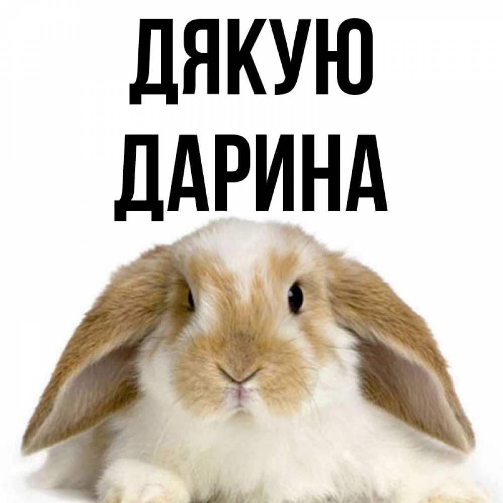 Открытка на каждый день з підписом, Дарина Дякую коричнево белый заяц Прикольна листівка з побажанням онлайн скачати безкоштовно 