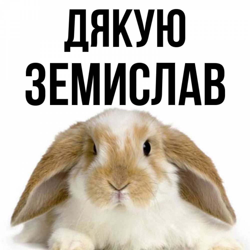 Открытка на каждый день з підписом, Земислав Дякую коричнево белый заяц Прикольна листівка з побажанням онлайн скачати безкоштовно 
