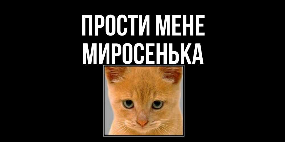 Открытка на каждый день з підписом, Миросенька Прости мене рыжий грустный кот просит прощения Прикольна листівка з побажанням онлайн скачати безкоштовно 