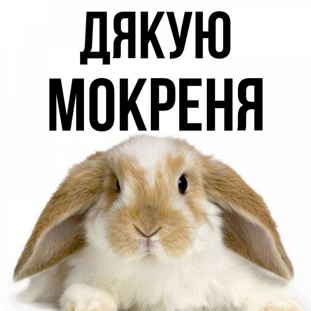 Открытка на каждый день з підписом, Мокреня Дякую коричнево белый заяц Прикольна листівка з побажанням онлайн скачати безкоштовно 