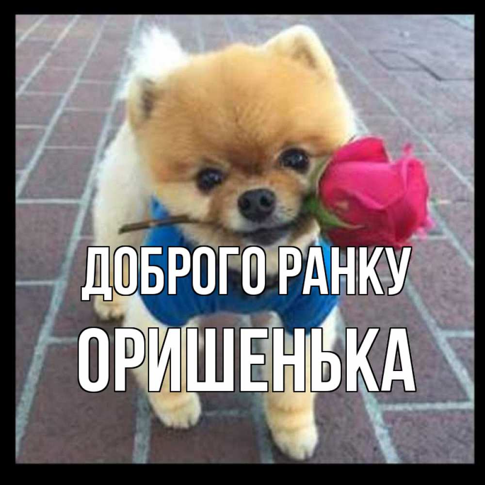 Открытка на каждый день з підписом, Оришенька Доброго ранку роза в зубах Прикольна листівка з побажанням онлайн скачати безкоштовно 