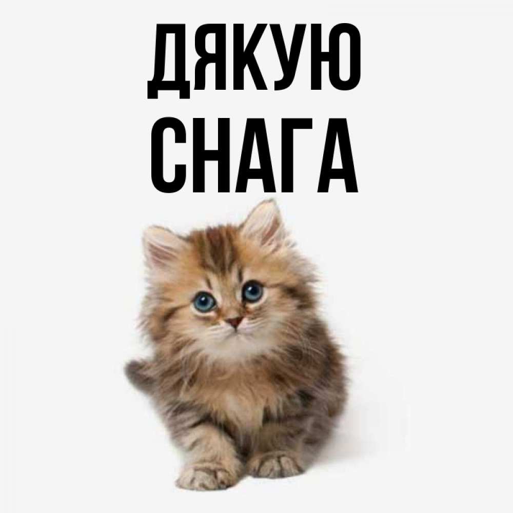 Открытка на каждый день з підписом, Снага Дякую пушистый котик Прикольна листівка з побажанням онлайн скачати безкоштовно 