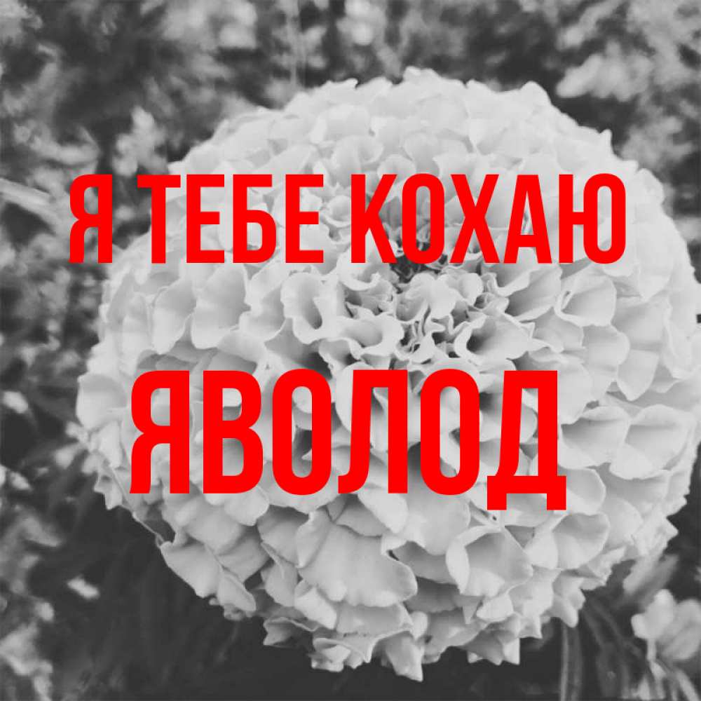 Открытка на каждый день з підписом, Яволод Я тебе кохаю подпись Прикольна листівка з побажанням онлайн скачати безкоштовно 