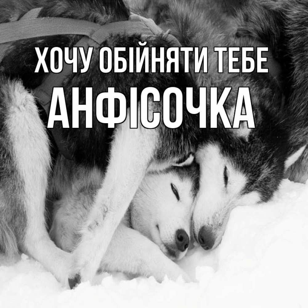 Открытка на каждый день з підписом, Анфісочка Хочу обійняти тебе собачки в упряжке Прикольна листівка з побажанням онлайн скачати безкоштовно 