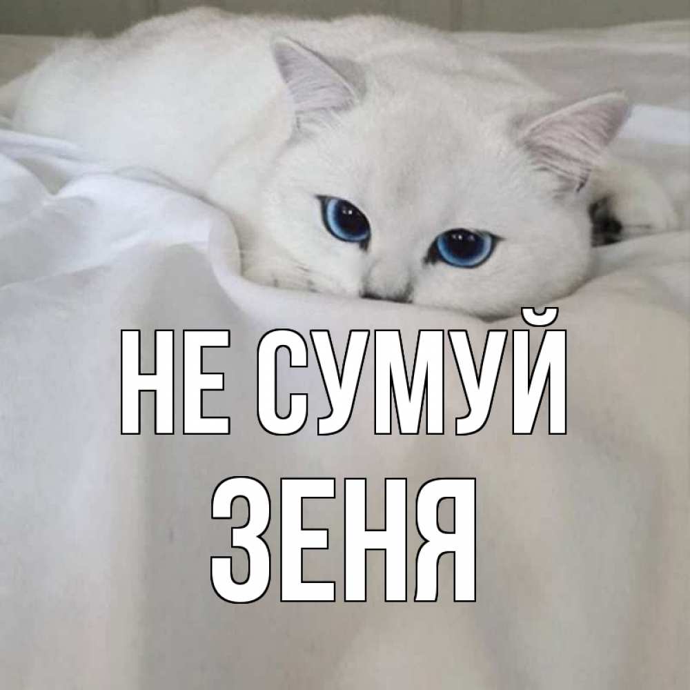 Открытка на каждый день з підписом, Зеня Не сумуй белый кот с голубыми глазами на белоснежной кровати Прикольна листівка з побажанням онлайн скачати безкоштовно 