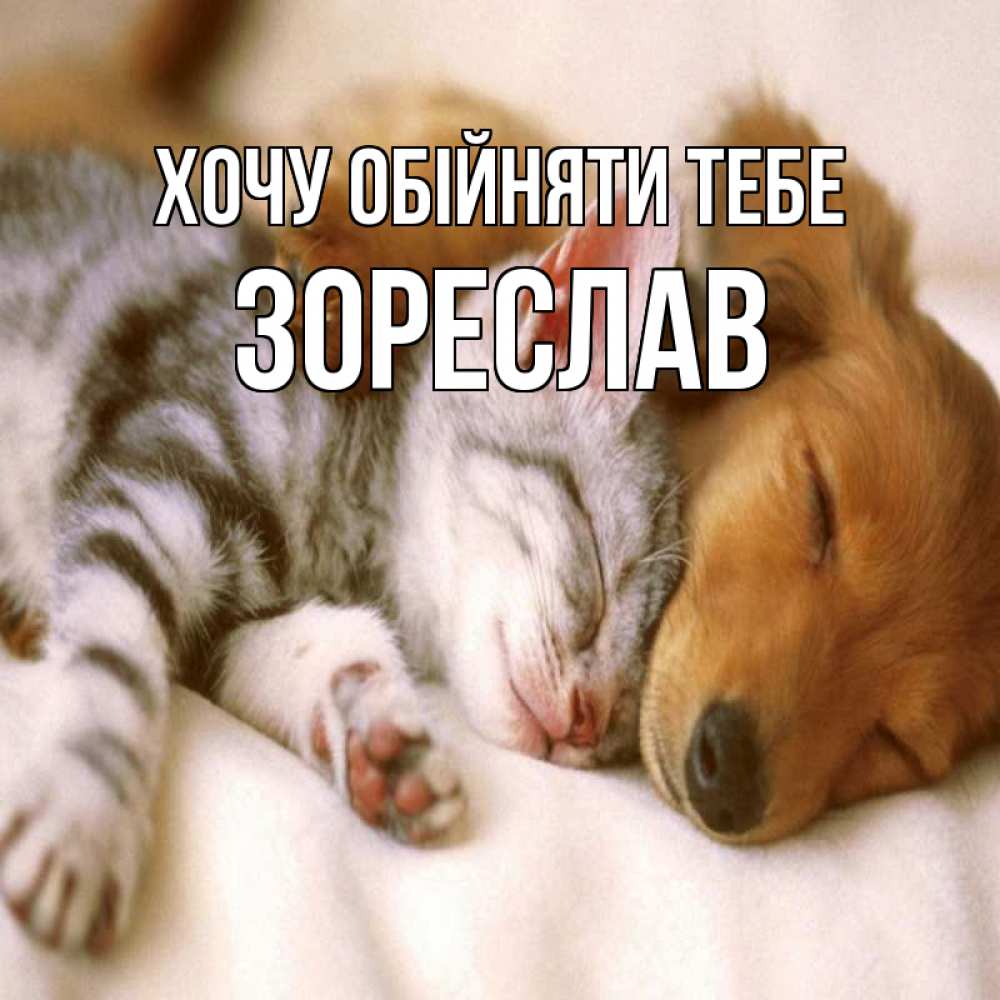 Открытка на каждый день з підписом, Зореслав Хочу обійняти тебе пес и котенок Прикольна листівка з побажанням онлайн скачати безкоштовно 
