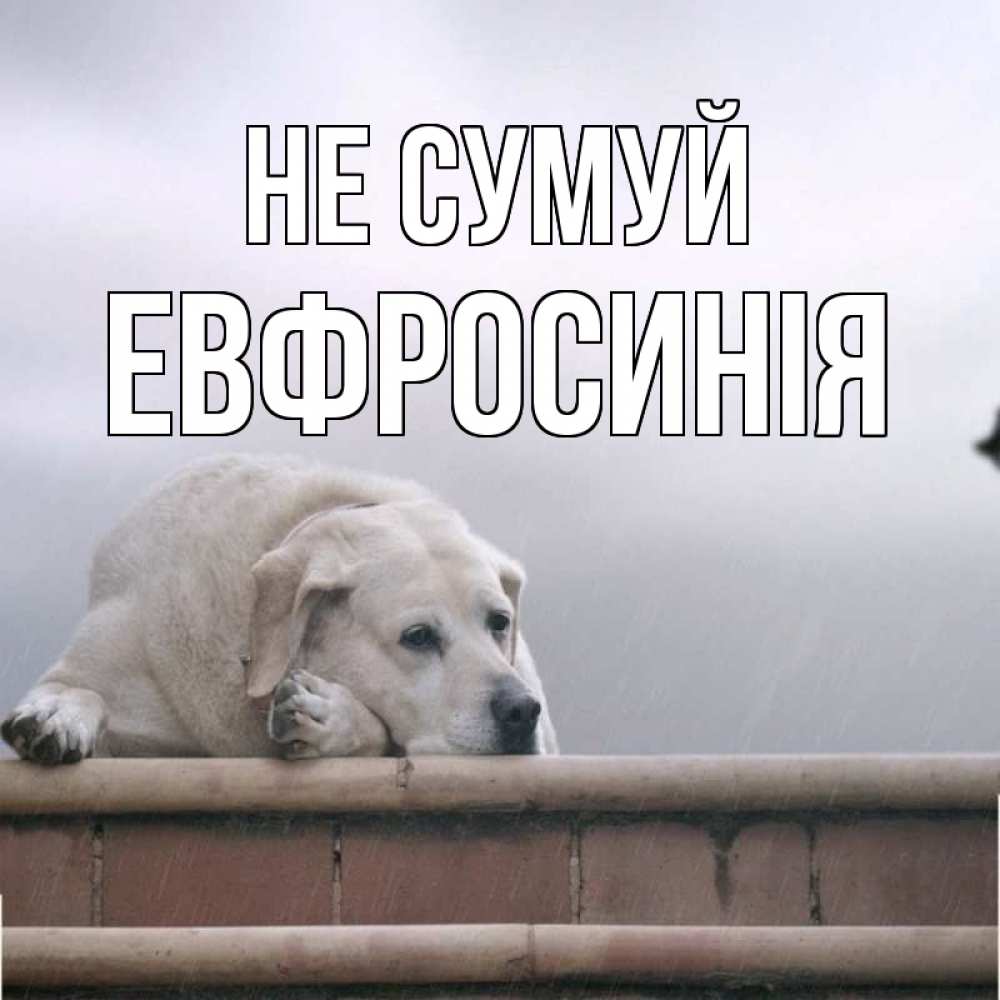 Открытка на каждый день з підписом, Евфросинія Не сумуй белый пес 1 Прикольна листівка з побажанням онлайн скачати безкоштовно 