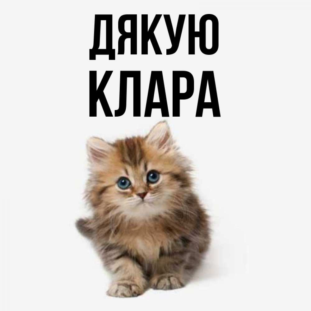 Открытка на каждый день з підписом, Клара Дякую пушистый котик Прикольна листівка з побажанням онлайн скачати безкоштовно 