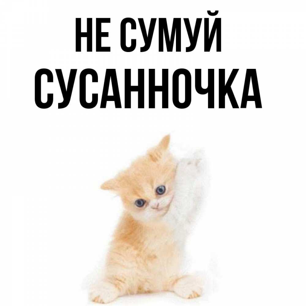 Открытка на каждый день з підписом, Сусанночка Не сумуй просящий кот Прикольна листівка з побажанням онлайн скачати безкоштовно 