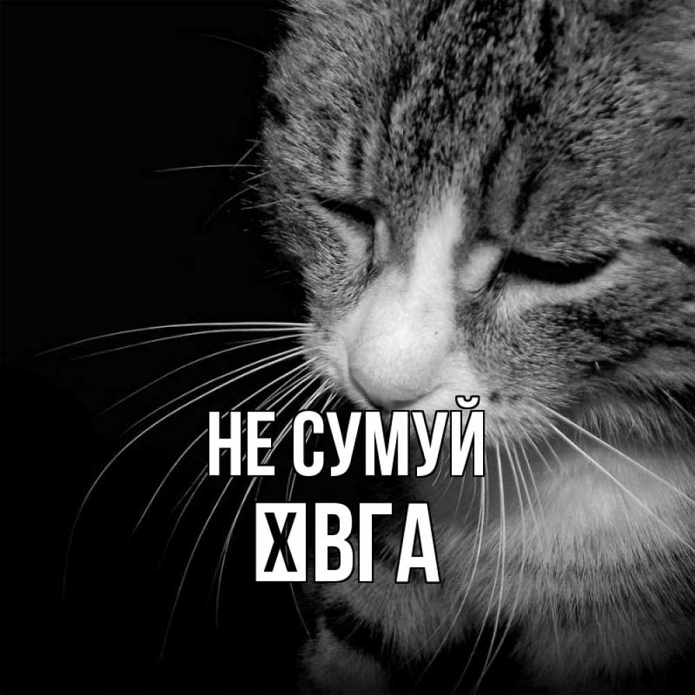 Открытка на каждый день з підписом, Ївга Не сумуй грустный котик Прикольна листівка з побажанням онлайн скачати безкоштовно 