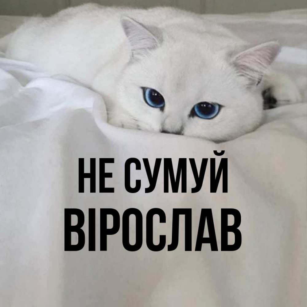 Открытка на каждый день з підписом, Вірослав Не сумуй Голубоглазая кошка Прикольна листівка з побажанням онлайн скачати безкоштовно 