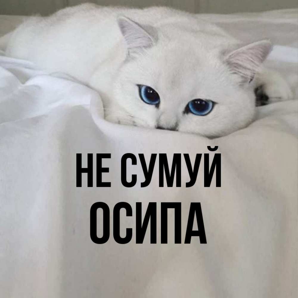 Открытка на каждый день з підписом, Осипа Не сумуй Голубоглазая кошка Прикольна листівка з побажанням онлайн скачати безкоштовно 