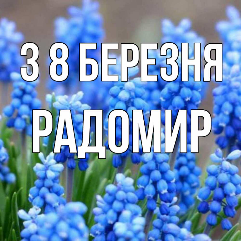Открытка на каждый день з підписом, Радомир З 8 БЕРЕЗНЯ Поздравительная открытка для женщин с цветами на праздничную дату Прикольна листівка з побажанням онлайн скачати безкоштовно 