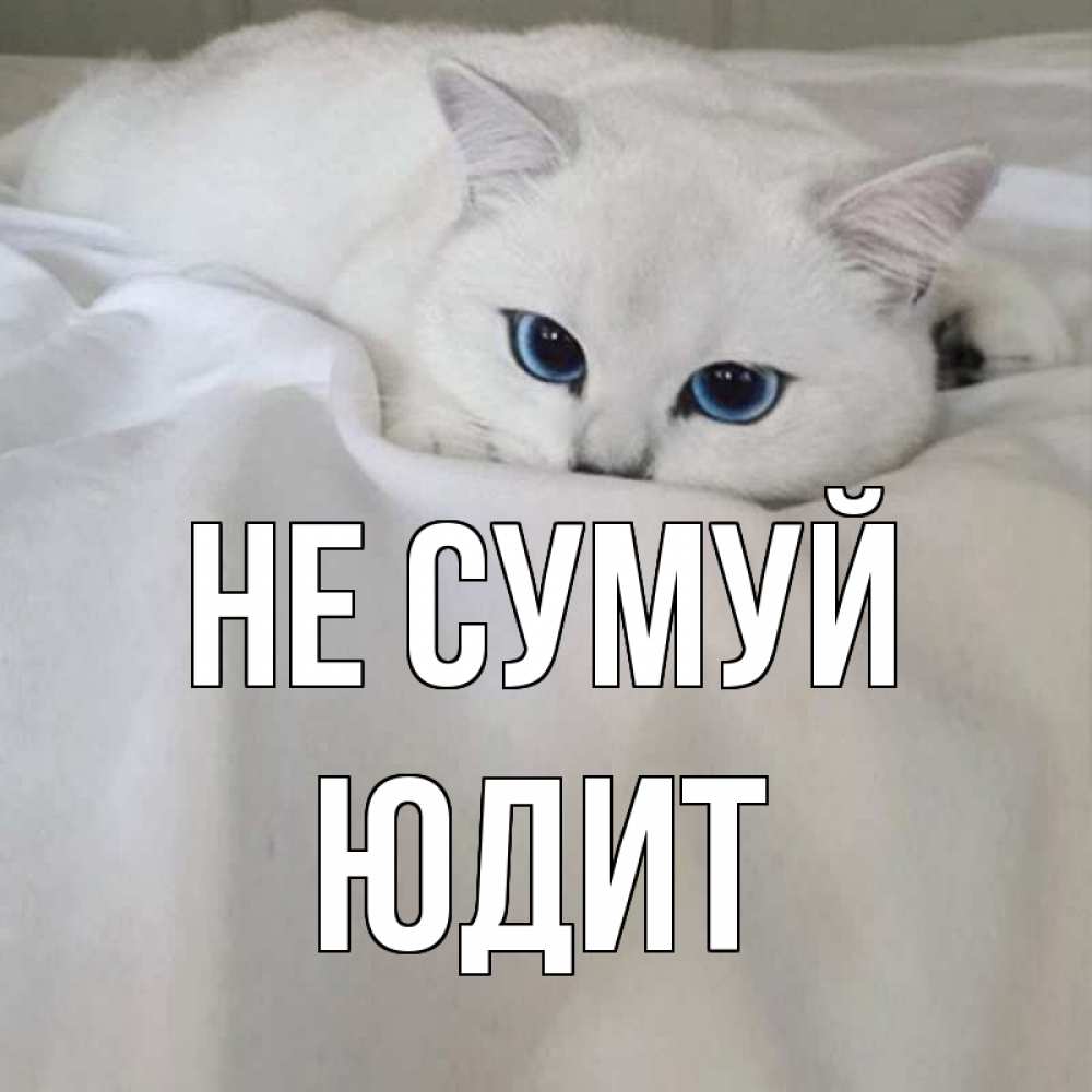 Открытка на каждый день з підписом, Юдит Не сумуй белый кот с голубыми глазами на белоснежной кровати Прикольна листівка з побажанням онлайн скачати безкоштовно 