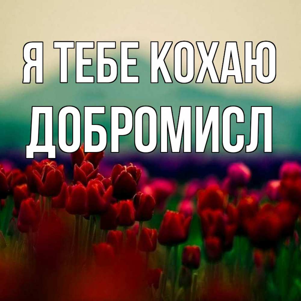 Открытка на каждый день з підписом, Добромисл Я тебе кохаю тюльпаны 4 Прикольна листівка з побажанням онлайн скачати безкоштовно 