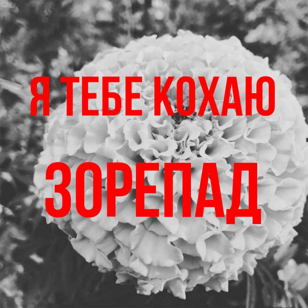 Открытка на каждый день з підписом, Зорепад Я тебе кохаю подпись Прикольна листівка з побажанням онлайн скачати безкоштовно 