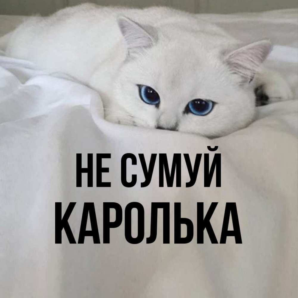 Открытка на каждый день з підписом, Каролька Не сумуй Голубоглазая кошка Прикольна листівка з побажанням онлайн скачати безкоштовно 