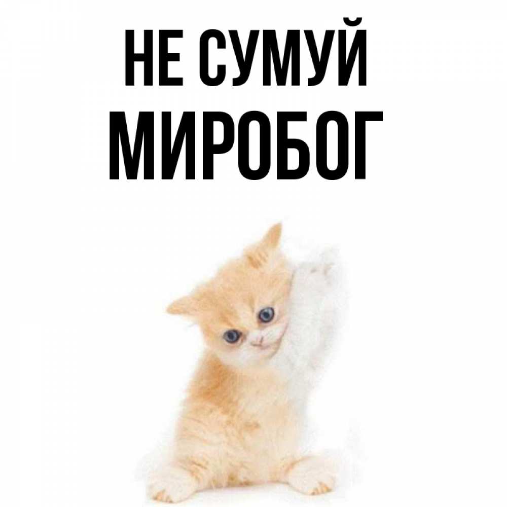 Открытка на каждый день з підписом, Миробог Не сумуй просящий кот Прикольна листівка з побажанням онлайн скачати безкоштовно 