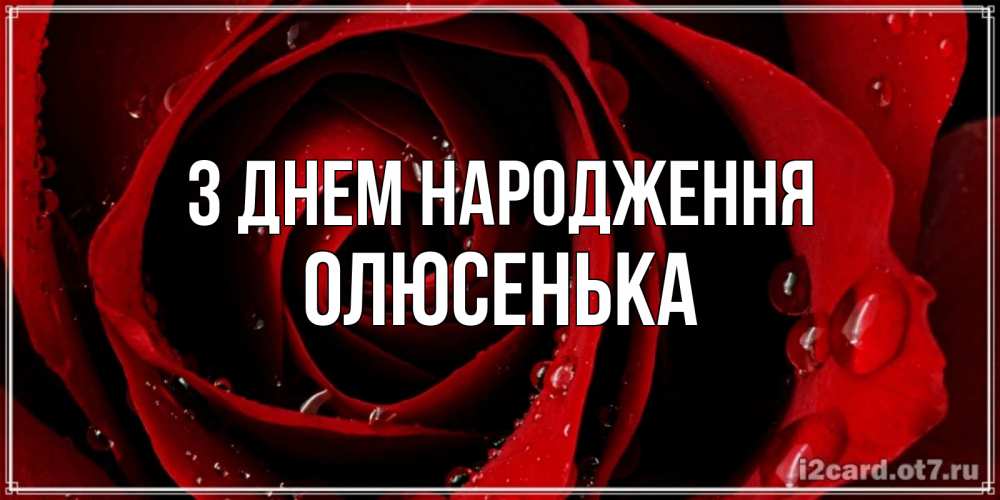 Открытка на каждый день з підписом, Олюсенька З Днем народження крупная бордовая роза Прикольна листівка з побажанням онлайн скачати безкоштовно 