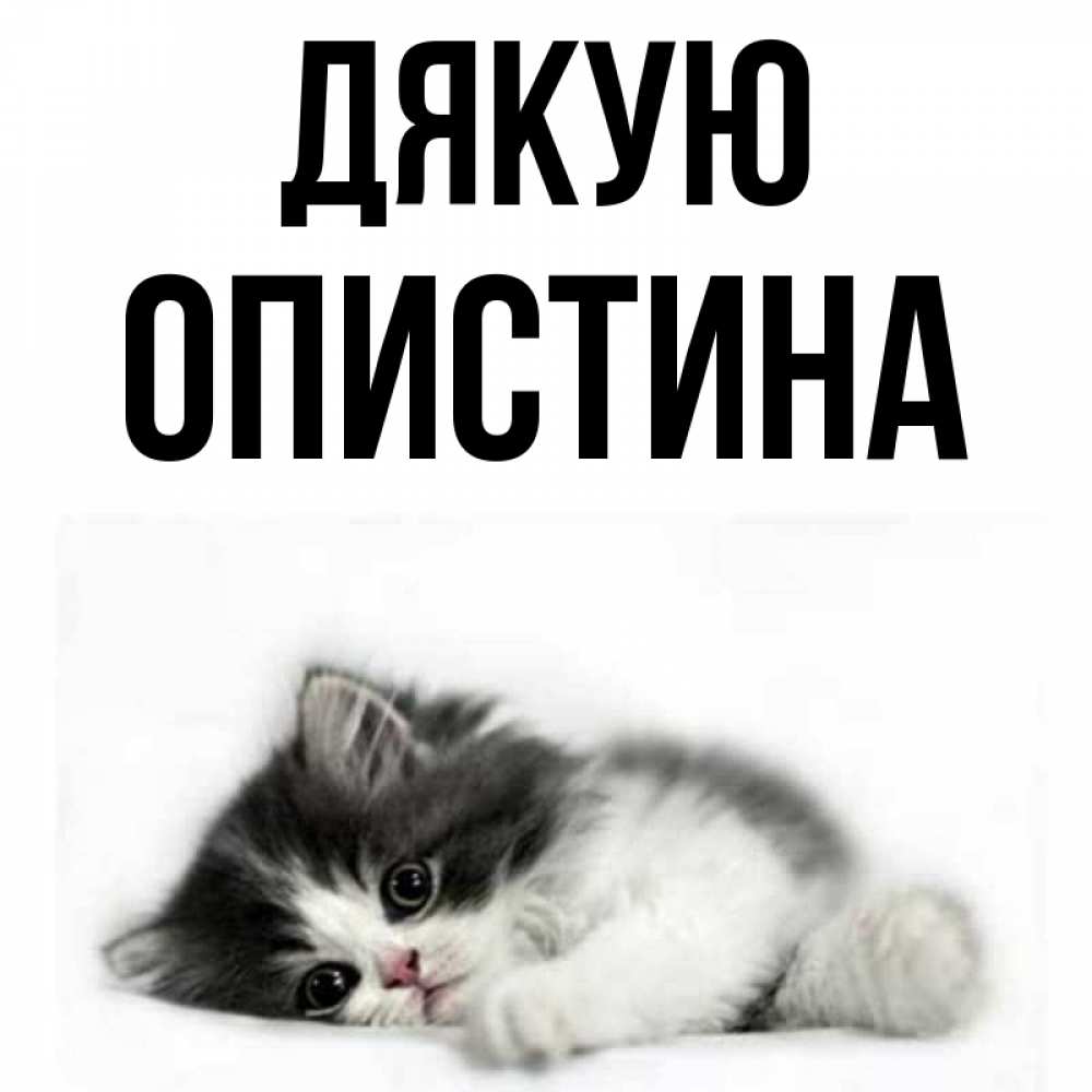 Открытка на каждый день з підписом, Опистина Дякую черный и белый кот Прикольна листівка з побажанням онлайн скачати безкоштовно 