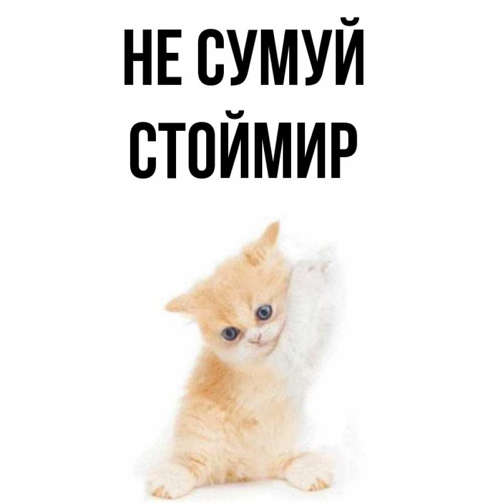 Открытка на каждый день з підписом, Стоймир Не сумуй просящий кот Прикольна листівка з побажанням онлайн скачати безкоштовно 